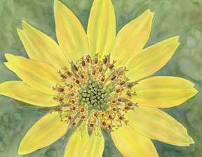 balsamroot watercolor by vorobik